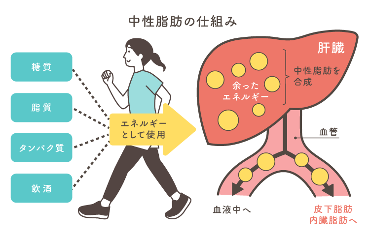 中性脂肪と動脈硬化｜動脈硬化net フクダ電子